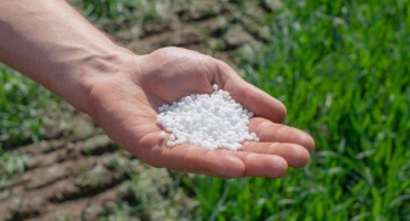 Jak, kdy a jak hnojit ozimou pšenici?